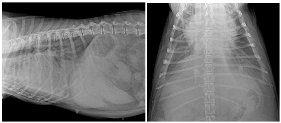 一例犬心衰引起胸腔积液的病例报告