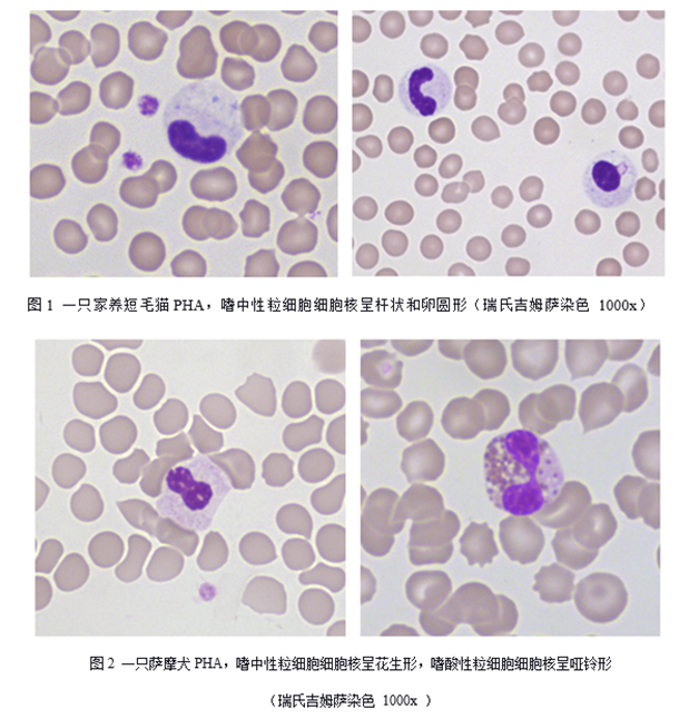 犬猫白细胞遗传性疾病之pelger Huet异常总结内容